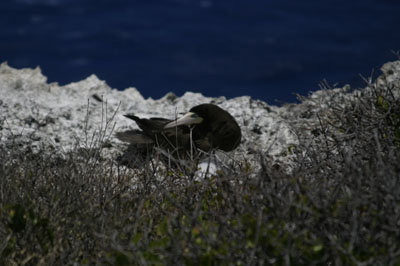 Cayman Brac Photo