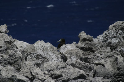 Cayman Brac Photo