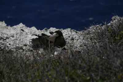 Cayman Brac Photo