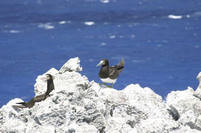 Cayman Brac Photo