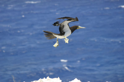 Cayman Brac Photo