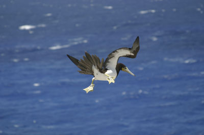 Cayman Brac Photo