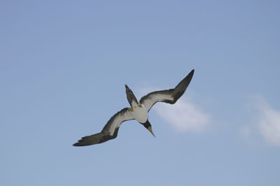 Cayman Brac Photo