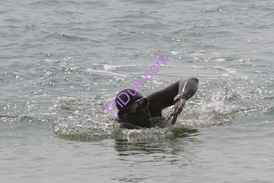 Buckroe Beach Aquathlon Photo