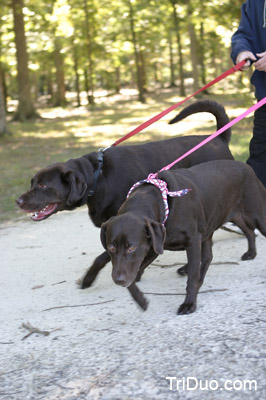 Suzy-n-Susie Dog Walk Photo