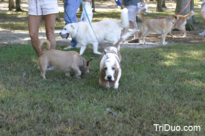 Suzy-n-Susie Dog Walk Photo