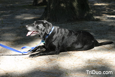 Suzy-n-Susie Dog Walk Photo