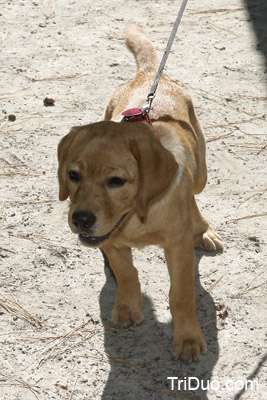 Suzy-n-Susie Dog Walk Photo