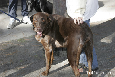 Suzy-n-Susie Dog Walk Photo