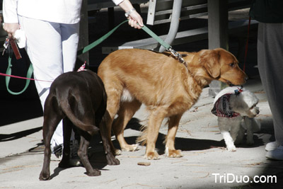 Suzy-n-Susie Dog Walk Photo