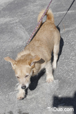 Suzy-n-Susie Dog Walk Photo