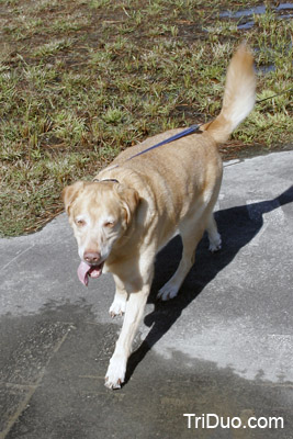 Suzy-n-Susie Dog Walk Photo