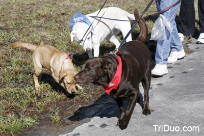 Suzy-n-Susie Dog Walk Photo