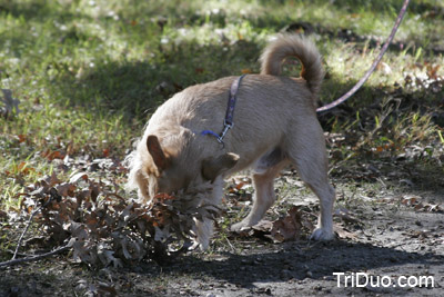 Suzy-n-Susie Dog Walk Photo